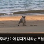 [이거저거] 인생<b>무상</b> 코알라