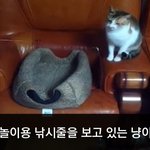 [이거저거] 고양이 낚시의 반전