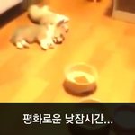 [이거저거] 아기 <b>웰시</b>코기 한번에 낚기