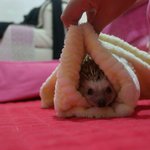 [고슴도치] 고슴도치 꼬순이의 <b>일상</b> 2