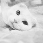 [폴드가족] 동물과 살고계시나요.?