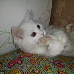 (자랑글)우리냥냥이 어떤가요.