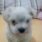 [땡<b>치리</b>] <b>치리치리</b>,땡<b>치리</b>보러오세요^^