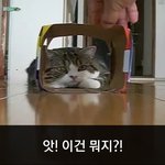 [이거저거] <b>슬라이딩</b>에 재미붙인 고양이