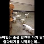 [모바일잡지] 아기 달마시안들의 줄다리기