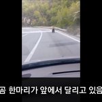[모바일잡지] 곰의 질주본능