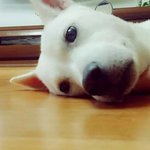 [EXO] 사담인데 <b>도끼</b> 랩