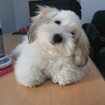 [강아지사진] 이 강아지 <b>종류</b> 아시는분??ㅠㅠㅠ