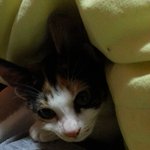 [<b>아토</b>] 개냥이 <b>아토</b>를 소개합니다