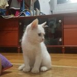 [고양이] 사랑스런 우리집 흰냥이 백근이