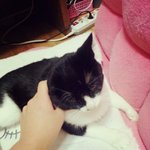 [고양이] 길냥이 데려다가 돈받는다고 생각하나요???