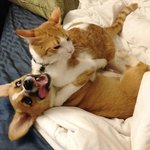 [EXO] 제발 이거 <b>해독</b>해줘