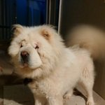 차가운 얼음바닥에서 구조된 차우차우에요