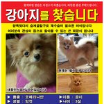 가족같은 아이에요 제발 <b>연락부탁</b>드립니다.