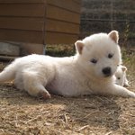 [꼭댓글부탁] 강아지 키울건데 이름 뭐로 지을까요???