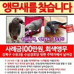 [도와주세요] <b>수유</b>3동 회색앵무새 찾아요!!ㅜㅜ46일째네요..