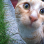 [고양이] <b>소매</b>치기 거묘 검거! 몰리에게 평생 <b>소매</b>치기 당해주실...