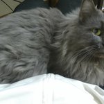 박스 안을 너무 좋아하는 블랙 스모크 페르시안 "<b>보라</b>"여용.