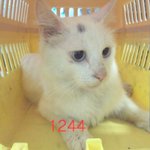 고양이계의 꽃미남 <b>터키</b>쉬 앙고라 "둥이"!!