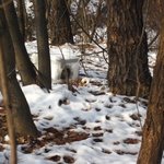 추운 겨울날, 저희 동네 <b>산속</b> 길냥이 이야기 입니다.