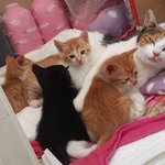 [은비] 사람에 의해 꼬리절단한 길냥이 은비와 다섯<b>꼬물</b>이들 세번째.