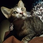 [고양이] (심쿵주의)냥이 입양기 *나의 <b>치토스</b>