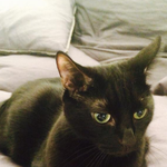 우리집 고양이 좀 봐주세요! (얼짱 고양이)