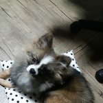 [포메라니안] (심쿵)귀요미 파티포메라니안 <b>호두</b>를 소개합니다!