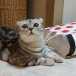 [EXO] 우리집 고양이 카이 ㅋㅋㅋㅋ