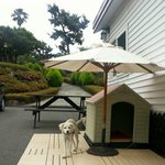 [강아지] 한살 뽀미 사고쳐서 <b>천사</b>들이 태어났어요