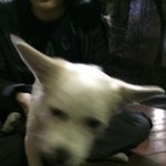 [꼭봐주세요] 잃어버리 강아지를 주웠습니다