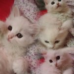 냥냥이네2(스압주의)