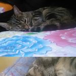 [고양이] 우리냥이들