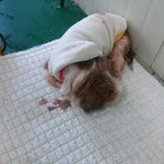 [함안] 보호소 아이들에게 공격당하는 노견들.