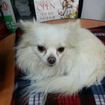 [강아지] 인천/유기견을 보호 하고있습니다 .