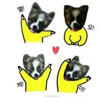 [포메라니안] (심쿵)귀요미 파티포메라니안 호두를 소개합니다! 2탄...