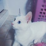 [고양이] <b>순대</b>를 좀 봐주세요ㅠㅠ