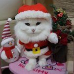[심쿵주의]  나는 산타냥이다옹 !  터키쉬앙고라 <b>메이</b>의 귀여움...