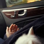 [강아지사진] 하얀여우강아지 솜이를 소개합니다~!