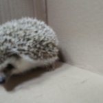 [꼭봐주셔요] 고슴도치를도와주세요ㅠ