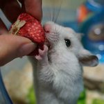 [리챔로스팜] [햄스터][스팸리챔로스팜]스팸 리챔 <b>로스</b>팜 -스팸-