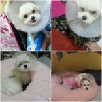 [도와주세요] 우리 다복이 어떻게해야될까요?