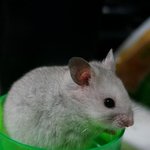 [리챔로스팜] [햄스터][<b>스팸</b>리챔로스팜]<b>스팸</b> 리챔 로스팜 -리챔-