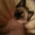 [고양이] 추가) 고양이계의 비글 `달이` 이야기