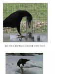 [oc8] 까마귀의 지능은 어디까지<b>인가</b>?