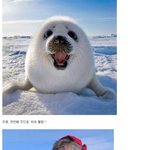 [추억파리여] 오직 북극에서만 볼 수 있는 <b>동물</b>들