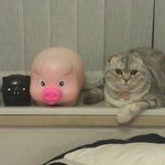 [고양고양이] 한지붕..세가족?