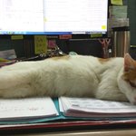 신상 겨울 <b>손목</b>쿠션