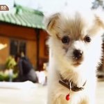 삼시세끼 이승기 vs <b>밍키</b>