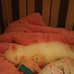 [하랑이] 우리 집에 사는 이상한 고냥이 2